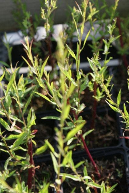 Aster (Aster ericoides 'Erlkonig')