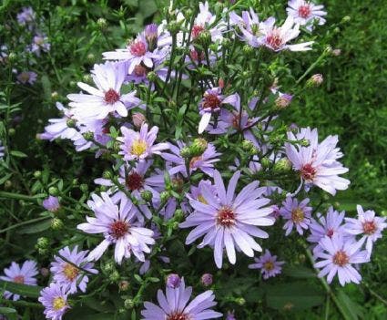 Aster (Aster lateriflorus 'Lady in Black')