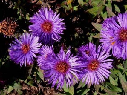 Aster (Aster novi-angliae 'Barr's Blue')