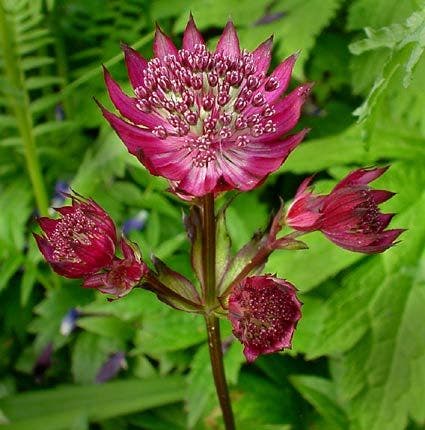 Zeeuws knoopje (Astrantia major 'Ruby Wedding')