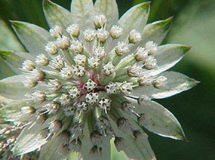 Zeeuws knoopje (Astrantia major 'Snow Star')