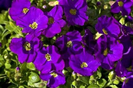 Blauwkussen (Aubrieta 'Cascade Purple')