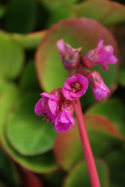 Schoenlappersplant (Bergenia cordifolia 'Eroica')