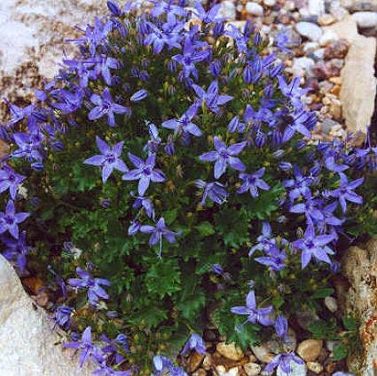 Klokje (Campanula garganica )