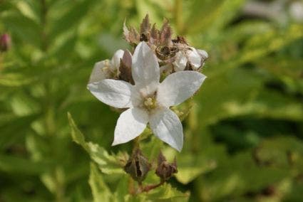 Klokje (Campanula lactiflora 'Alba')