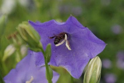 Klokje (Campanula persicifolia 'Telham Beauty')