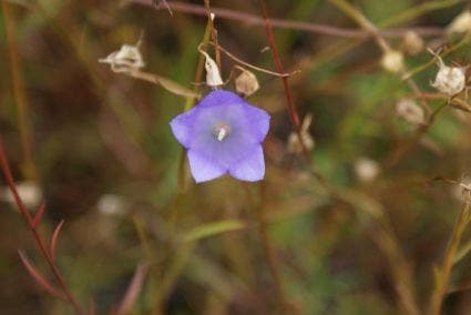 Klokje (Campanula rotundifolia 'Olympica')