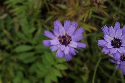 Blauwe Strobloem (Catananche caerulea)