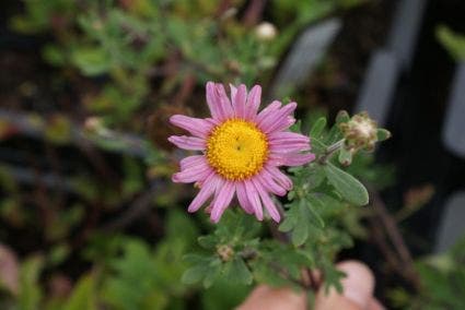 Chrysant (Chrysanthemum 'Clara Curtis')