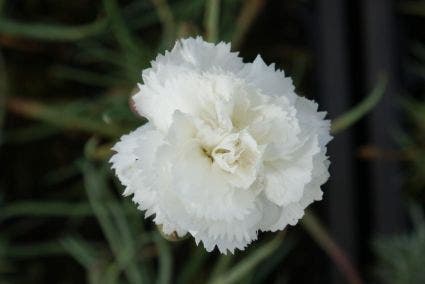 Anjer (Dianthus 'Haytor White')