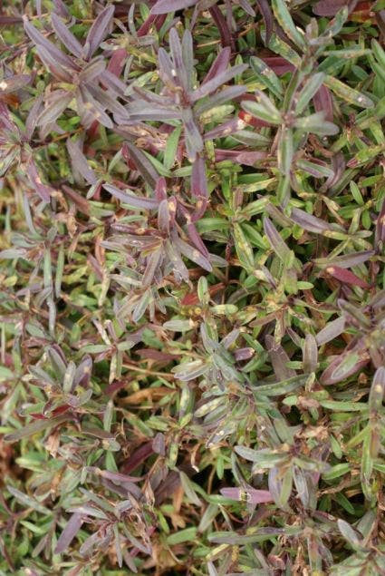 Steenanjer (Dianthus deltoides 'Brilliant')