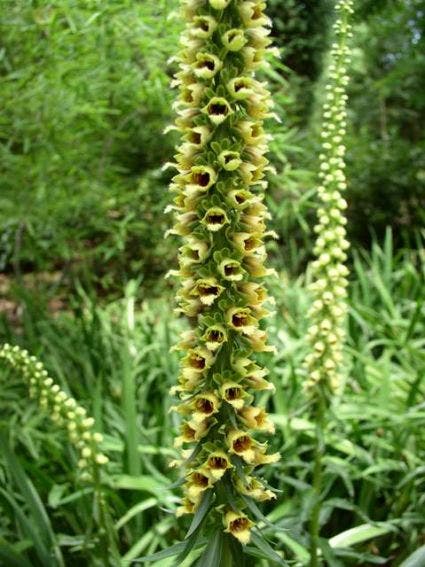 Vingerhoedskruid (Digitalis ferruginea 'Gelber Herold')