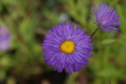 Fijnstraal (Erigeron 'Azurfee')