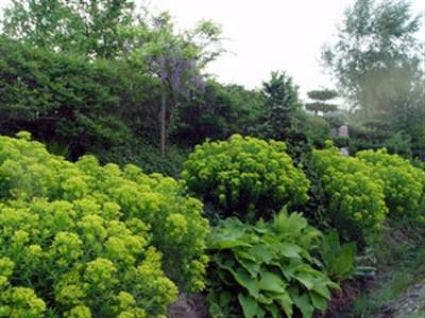 Wolfsmelk (Euphorbia palustris 'Walenburg's Glorie')