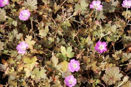 Ooievaarsbek (Geranium 'Tanya Rendall')