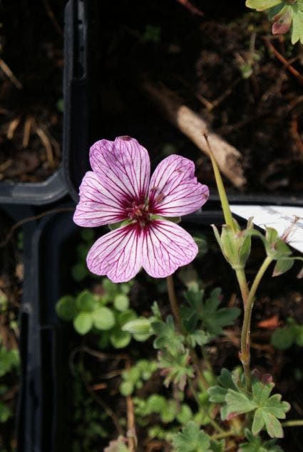 Ooievaarsbek (Geranium cinereum 'Ballerina')