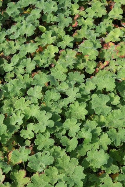 Ooievaarsbek (Geranium renardii)