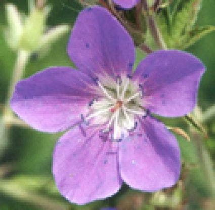 Ooievaarsbek (Geranium sylvaticum 'Birch Lilac')