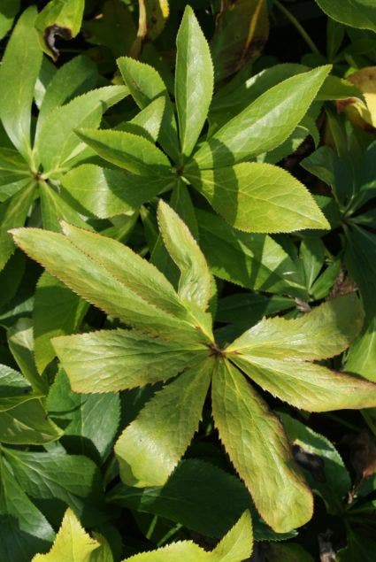 Nieskruid (Helleborus orientalis 'Red Hybrids')