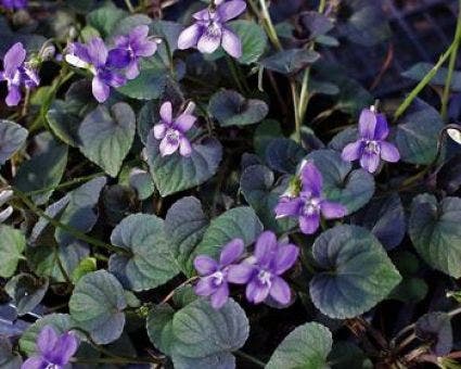 Viooltje (Viola labradorica)