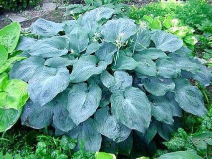 Funkia/Hartlelie (Hosta 'Blue Angel')