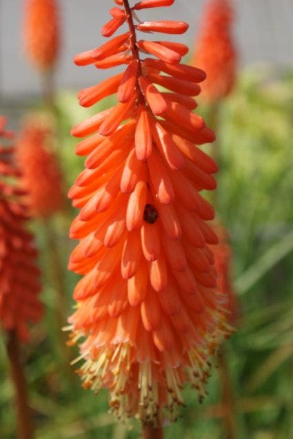 Vuurpijl/Fakkellelie (Kniphofia 'Alcazar')