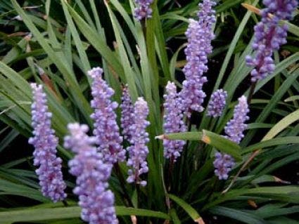 Leliegras (Liriope muscari 'Ingwersen')