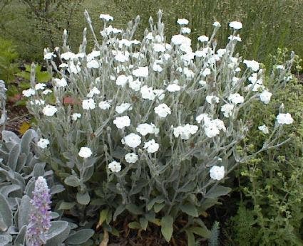 Prikneus (Lychnis coronaria 'Alba')