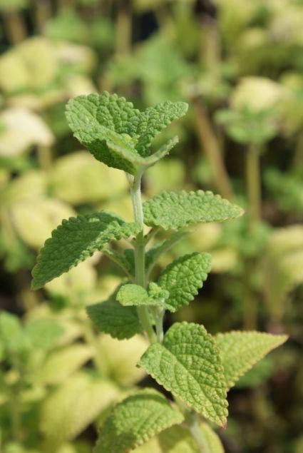 Kattenkruid (Nepeta govaniana)