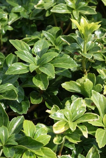 Pachysandra (Pachysandra terminalis 'Green Sheen')