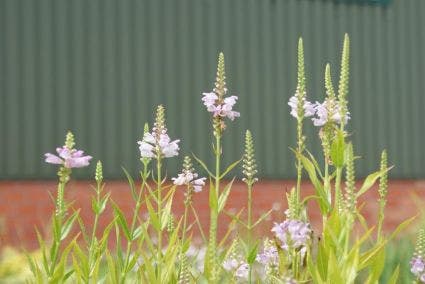 Scharnierplant (Physostegia virginiana 'Rosea')