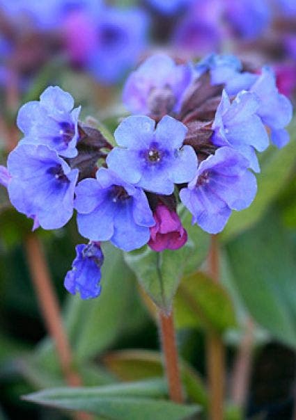 Longkruid (Pulmonaria 'Blue Ensign')