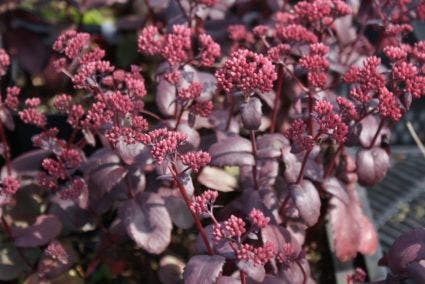 Vetkruid (Sedum 'Purple Emperor')