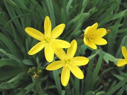 Bieslelie (Sisyrinchium californicum)