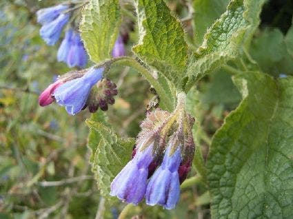 Smeerwortel (Symphytum azureum)