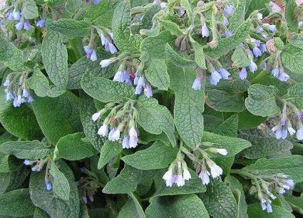 Smeerwortel (Symphytum grandiflorum 'Hidcote Blue')