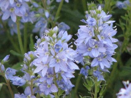 Ereprijs (Veronica prostrata 'Nestor')