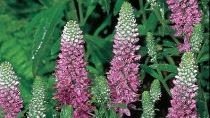 Ereprijs (Veronica spicata 'Heidekind')