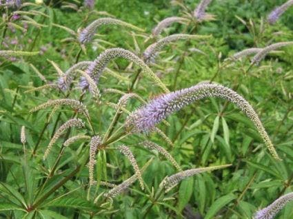 Virginische ereprijs (Veronicastrum virginicum)