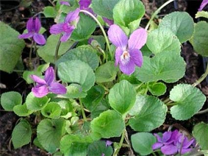 Maartsviooltje (Viola odorata 'Königin Charlotte')