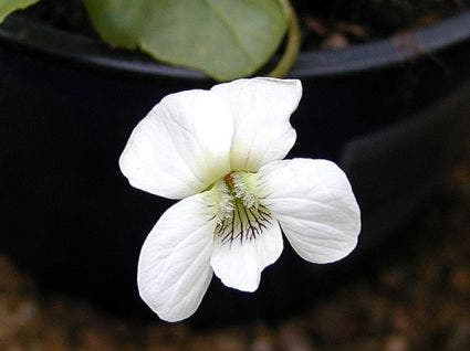 Viooltje (Viola sororia 'Albiflora')