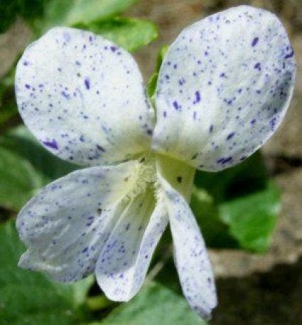 Viooltje (Viola sororia 'Freckles')