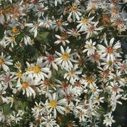 Aster (Aster cordifolius 'Silver Spray')