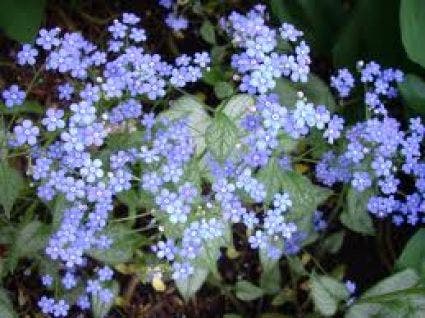 Kaukasische vergeet-mij-niet (Brunnera macrophylla 'Looking Glass')