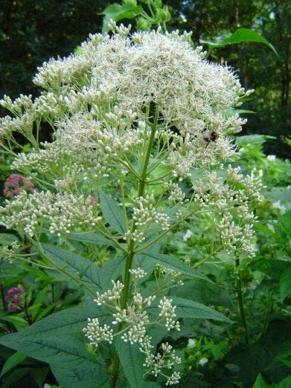 Leverkruid (Eupatorium maculatum 'Album')