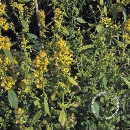 Guldenroede (Solidago flexicaulis 'Variegata')