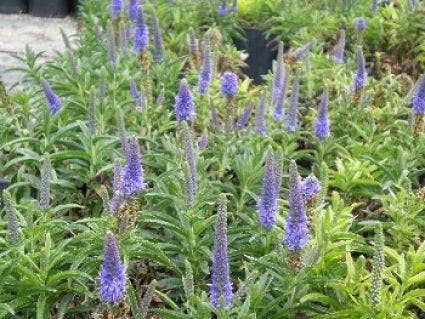 Ereprijs (Veronica spicata 'Romiley Purple')