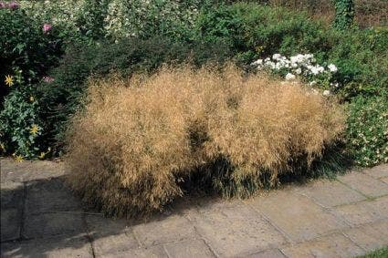 Smele (Deschampsia cespitosa 'Goldtau')