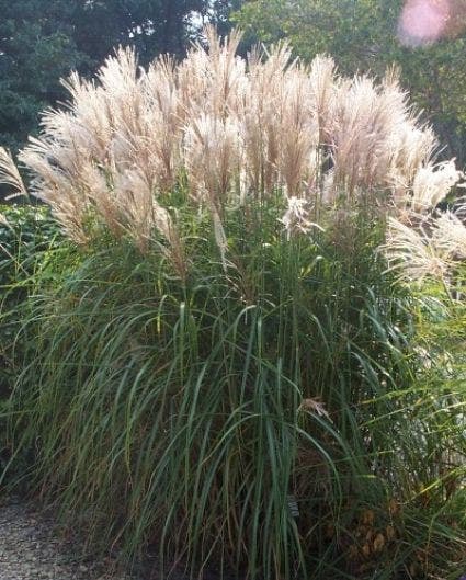 Prachtriet, Olifantgras (Miscanthus sinensis)