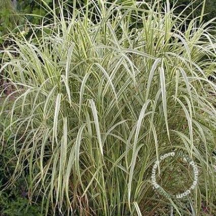 Prachtriet, Olifantgras (Miscanthus sinensis 'Variegatus')